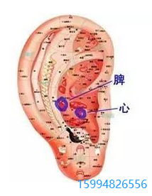 耳朵穴位图2.png