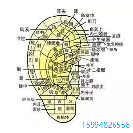 耳朵穴位图.png
