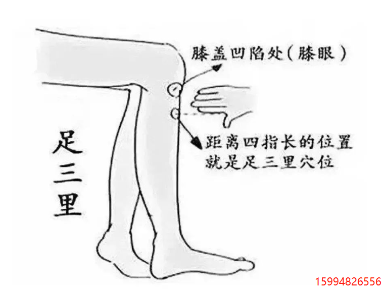 足三里穴2.png