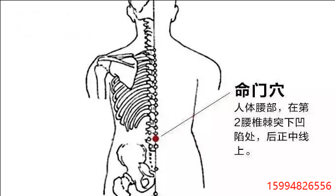 命门穴.png